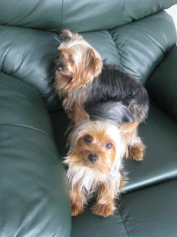 Lola and Zoie in Recliner