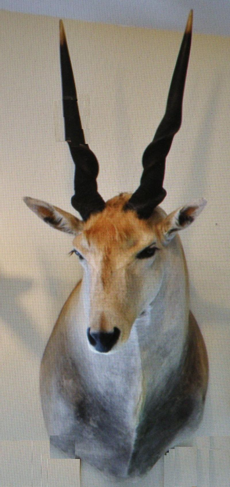 Eland, South Africa 60 x 32 inches