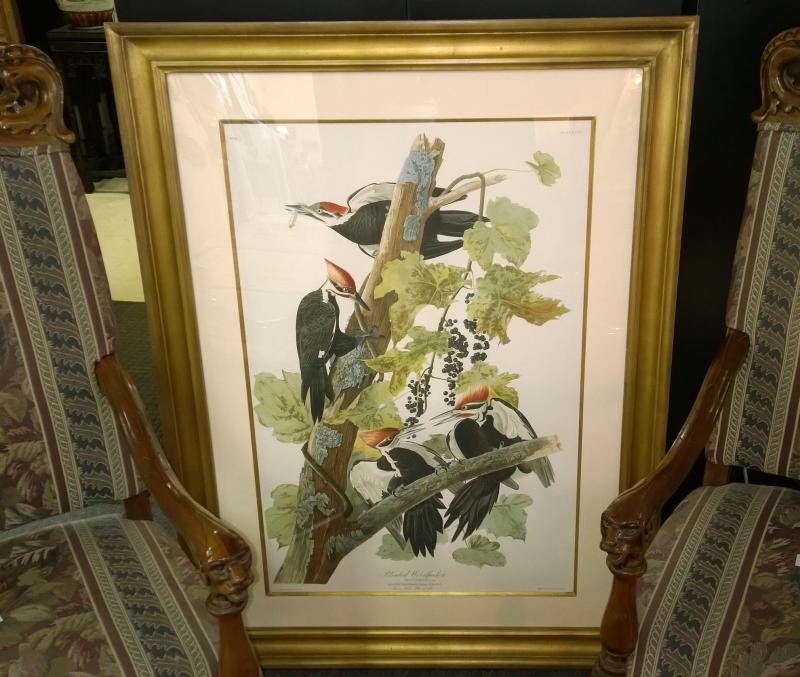 Audubon Ivory Billed Woodpeckers