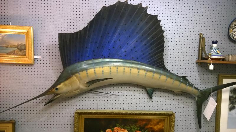 Old Florida Sailfish Mount Caught off Key Largo, 1953. No fiberglass. 82 in