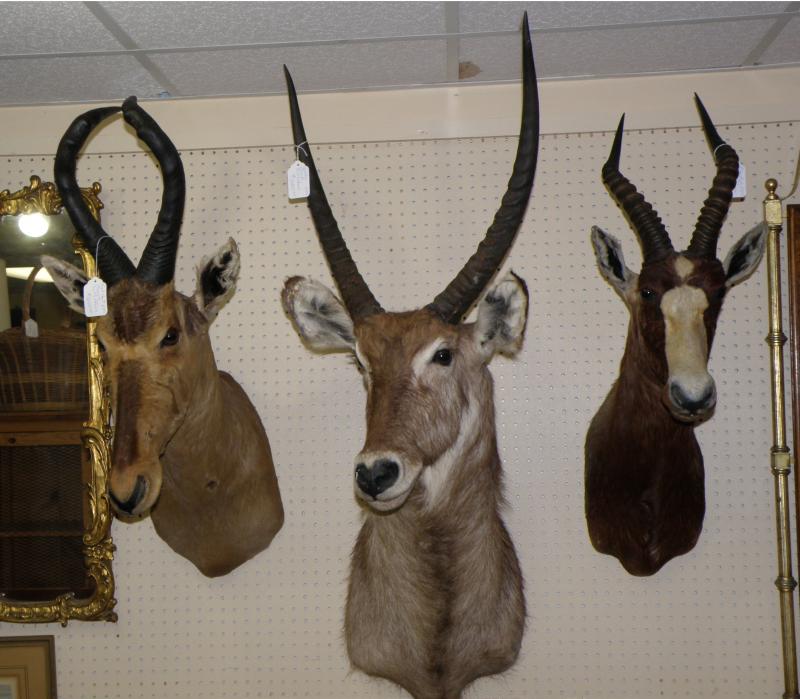 Red Hart Beast South Africa,, Water Buck Zimbabwe , Bles Bok South Africa