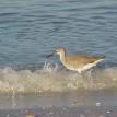 Shore Bird wading in the surf