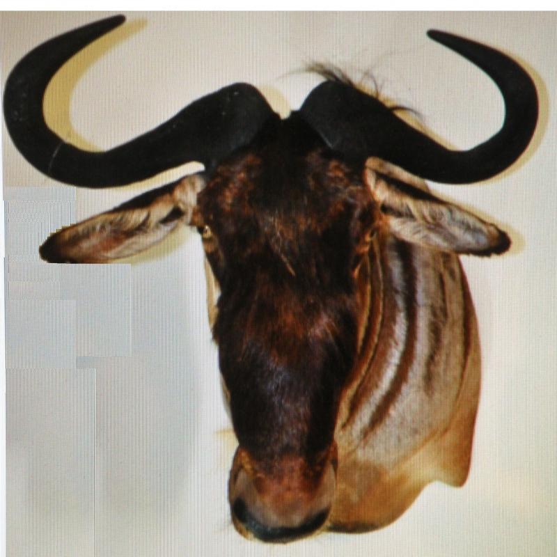 White Bearded Wildebeast Tanzinia 32 x 29 inches