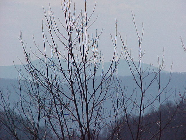 Lot 6 and Lot 7 View from between trees