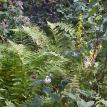Lot 7 ferns 