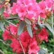 Rhododendron