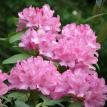 Rhododendron